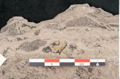 Foto (Detailansicht) von Araucaria haastii Ettingshausen (NHMW-GEO-2024-0188-10108)